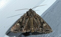 Ichneutica insignis