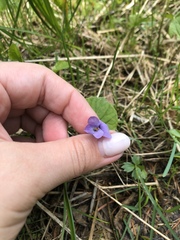 Viola epipsiloides