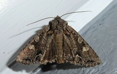 Ichneutica insignis
