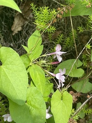 Jasminum × stephanense