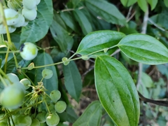Smilax perfoliata