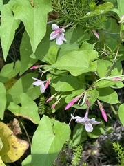 Jasminum × stephanense