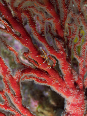 Xenocarcinus depressus