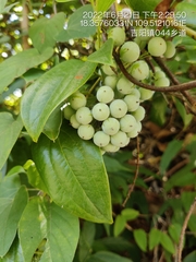 Smilax perfoliata