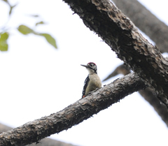 Dendrocopos himalayensis