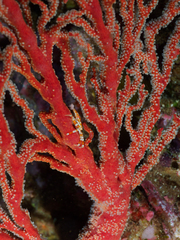Xenocarcinus depressus