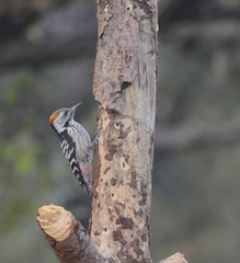 Dendrocoptes auriceps