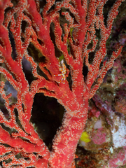 Xenocarcinus depressus