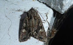 Ichneutica insignis