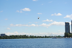 Sterna hirundo