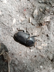 Dorcus parallelipipedus