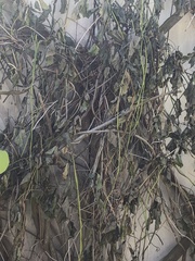 Potamogeton perfoliatus