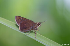 Pelopidas assamensis