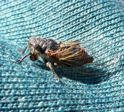 cikáda trnková (Oligoglena tibialis)