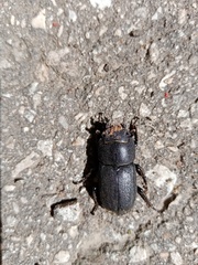 Dorcus parallelipipedus