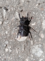 Dorcus parallelipipedus