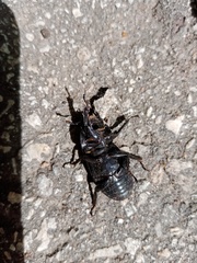 Dorcus parallelipipedus
