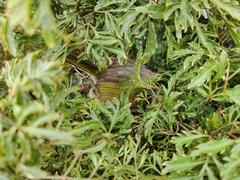 Pycnonotus sinensis hainanus