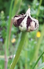 Microbotryum tragopogonis-pratensis