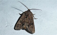 Ichneutica skelloni