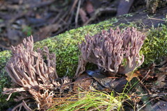 Ramaria fennica