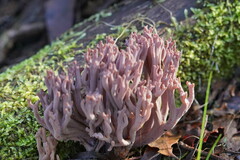 Ramaria fennica
