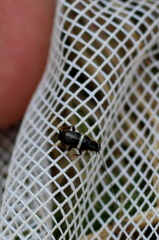 Planuncus tingitanus
