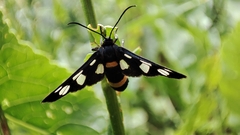Amata caspia