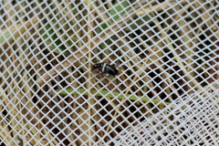 Planuncus tingitanus