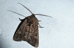 Ichneutica skelloni