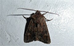 Ichneutica skelloni