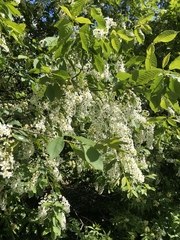 Prunus padus
