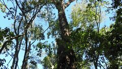 Parapiptadenia rigida