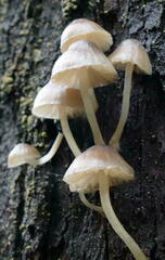 Mycena subgalericulata