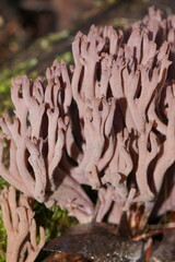 Ramaria fennica
