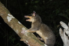 Philander opossum