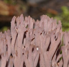 Ramaria fennica