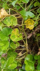 Puccinia calystegiae-soldanellae
