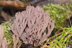 Ramaria fennica