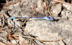 Argia munda