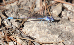 Argia munda