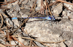 Argia munda
