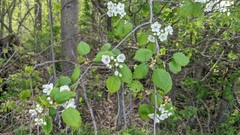 Crataegus coccinea