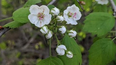 Crataegus coccinea