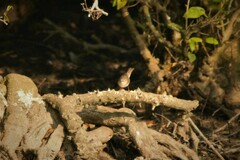 Phylloscopus fuscatus