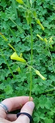 Oxalis pes-caprae