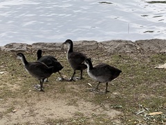 Fulica atra