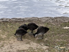 Fulica atra