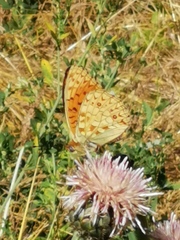Argynnis niobe