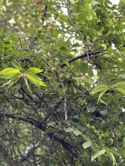Prunus